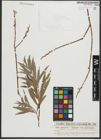 Foto von Salix purpurea L. x Salix viminalis L.